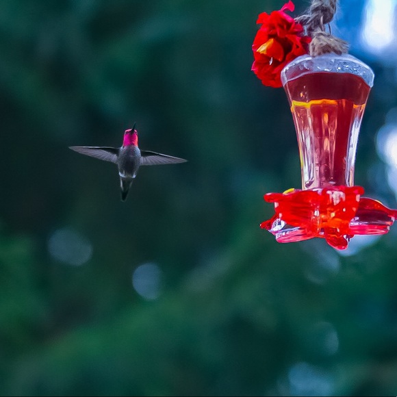 Meet your Posher, Leah - Picture 1 of 1